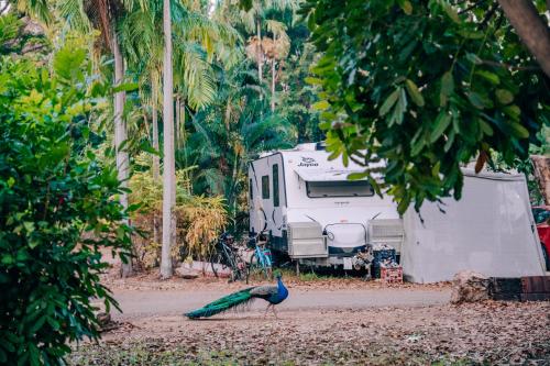 a peacock standing in front of a trailer at BIG4 Howard Springs Holiday Park in Darwin