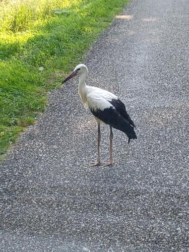 un oiseau debout au milieu d'une route dans l'établissement Corps de chasse, à La Celle-sous-Gouzon