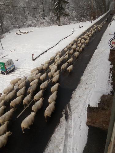 un troupeau de moutons marchant sur une route dans la neige dans l'établissement Corps de chasse, à La Celle-sous-Gouzon