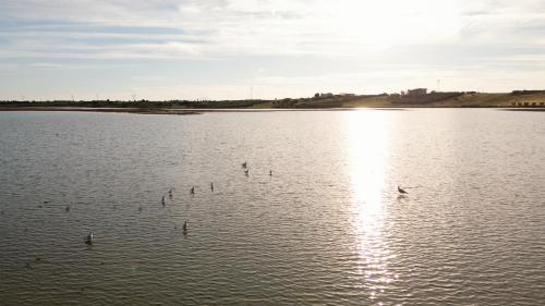 a group of ducks swimming in a large lake at Flamingo Living Halkidiki - The Villas in Áyios Mámas