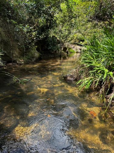 a stream of water with rocks and plants at A Piece of Paradise in San Carlos
