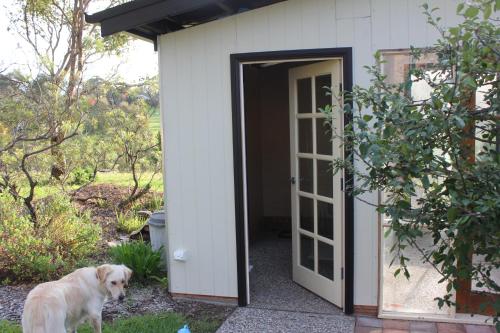 a dog standing in front of a door at Bryn Glas Farm Stay in Moruya