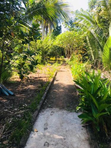 a dirt road through a forest with palm trees at Ba Danh Homestay & Kitchen - Ben Tre Mekong in Ben Tre
