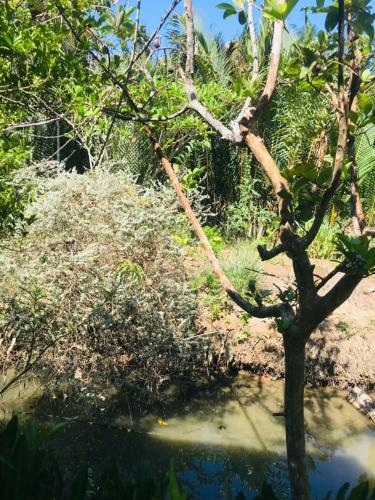 a branch of a tree next to a body of water at Ba Danh Homestay & Kitchen - Ben Tre Mekong in Ben Tre