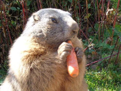 a porcupine eating a carrot in the grass at Appartement Schörghofer in Filzmoos