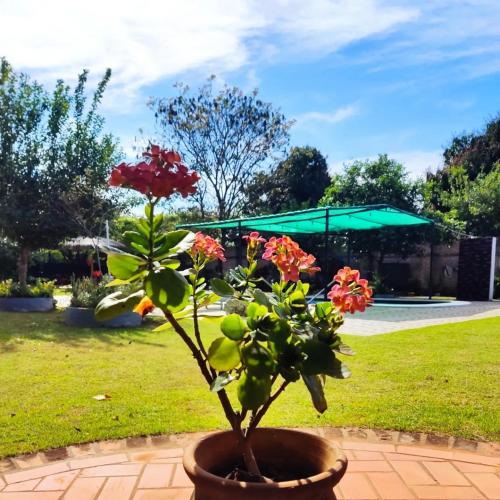 a potted plant with flowers in a yard at Kitty Roga in Atyrá