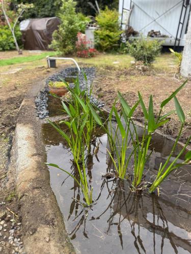 a garden with some plants in the water at グランピング宿 星空テラス&暖炉の庭付き戸建 Orion in Miyamae