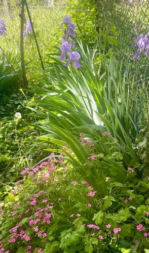 a garden with purple flowers and green plants at Old school Bacedasco B&B in Vernasca