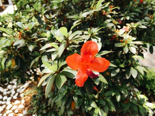 a red flower on a bush with green leaves at Casa de las Conchas Cuernavaca in Cuernavaca