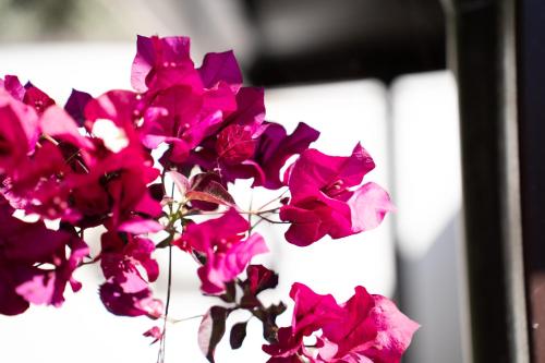 a bunch of pink flowers in a vase at Casa Scala in Acireale