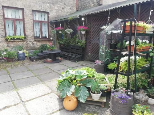 a garden with a bunch of plants and flowers at Figaro in Ventspils