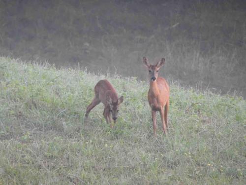 deux cerfs debout dans un champ d’herbe dans l'établissement Renovated house with hot tub, gîte de la vicairie Nouvelle-Aquitaine, à Lagleygeolle