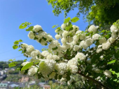 a tree with white flowers on it at Kamakura Jomyoji Terrace-鎌倉浄明寺テラス- in Kamakura