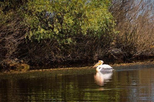 a white bird swimming in a body of water at LivingIn Delta - Casa de Vacanta in Crisan