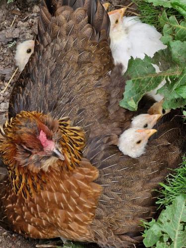 a brown chicken with three chicks on the ground at The Bungalow - Ardullie Lodge in Dingwall