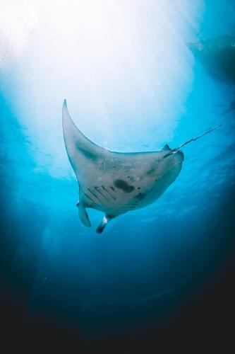 a whale shark swimming in the blue water at Penida Patio Hostel in Toyapakeh
