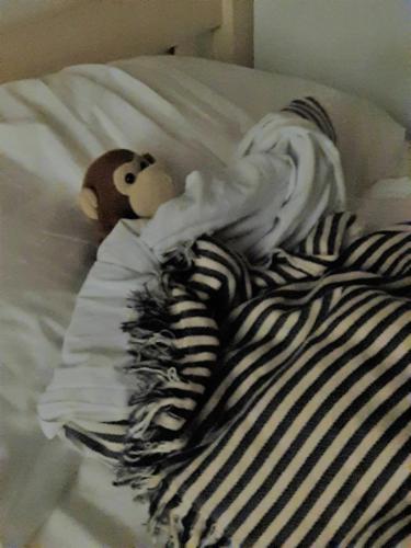 a stuffed animal is laying on a bed at Santander Central Hostel in Santander