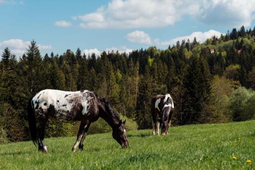two horses grazing in a field of grass at Świerkowe Chatki w Koniakowie in Koniaków