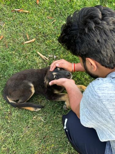 a man petting a baby dog on the grass at Geeta Ji Home Stay in Rudraprayāg