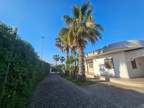a house with a palm tree next to a street at Casa Vacanze Nonna Nina in Casalabate