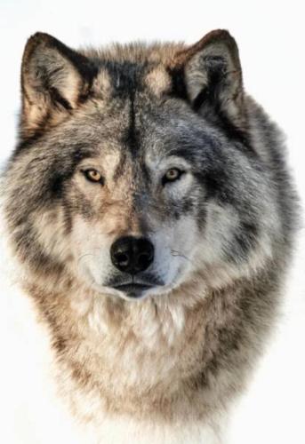 Huéspedes con una o varias mascotas en Wolf pit