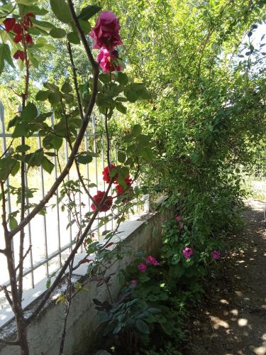 a rose bush with pink flowers next to a fence at Smal villa loft near the beach in Panayía Mesosporítissa