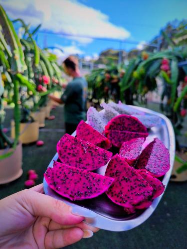 a person holding a container of pink flowers at Villa Koulouridi Agritourism in Daratso