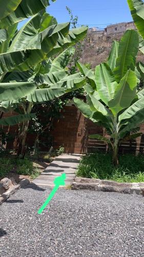a green arrow is pointing to a banana tree at El Alpendre- Entre plataneras, a 10 minutos playa in Arucas