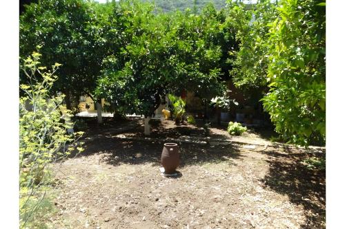 a vase sitting in the dirt under a tree at Rooms Grapevine in Póros Kefalonias