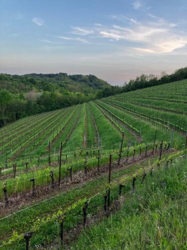 a vineyard in the middle of a green field at Tenuta Valdomini in Attimis