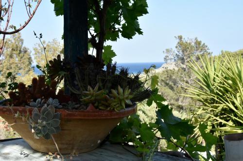 a potted plant sitting on top of a table at Irida in Káto Zákros
