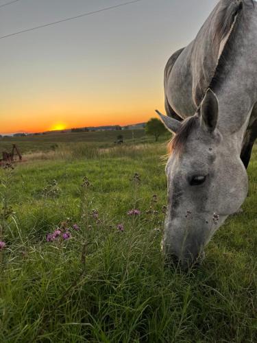 a horse eating grass in a field with the sunset in the background at Chacra LANATIVA in Poblado Echeverry