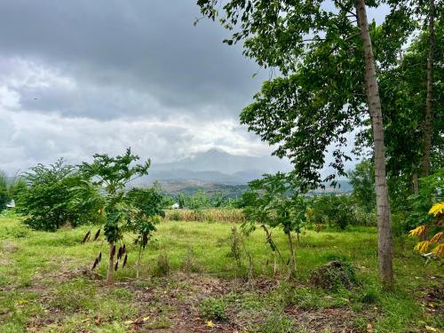 a group of trees in a field with mountains in the background at Pohon Purba Resort & Restaurant in Labuan Lombok
