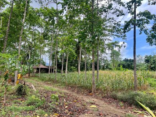 a dirt road through a field with trees at Pohon Purba Resort & Restaurant in Labuan Lombok