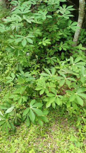 Gallery image of Lotus Hostel in Negombo