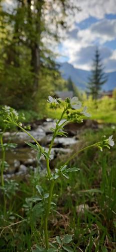 a green plant with white flowers in the grass at Pensiunea Bia Papadia in Bicaz