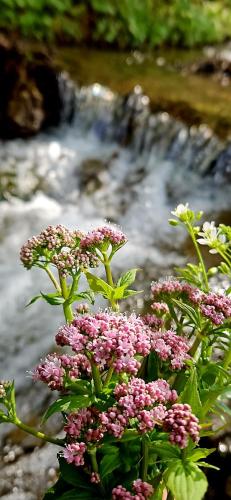 a plant with pink flowers in front of a stream at Pensiunea Bia Papadia in Bicaz
