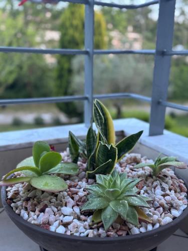 a group of plants in a bowl on a window sill at Raya Apartments Siviri Garden in Siviri