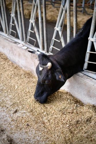 a black cow sticking its head through a fence at Chambre d'hôtes au coeur de la Ferme de la Porte en Aix pour 2 in Aix-en-Issart