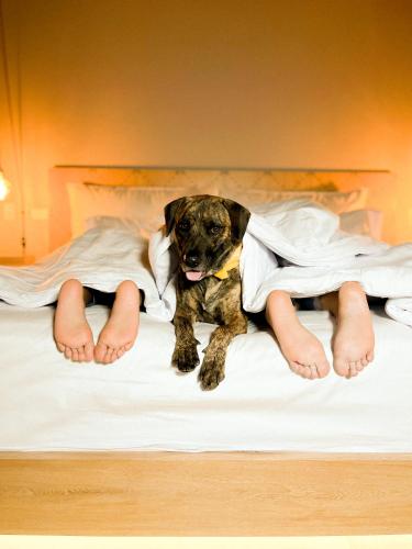 a dog laying on a bed with a person at Topá House in Medellín