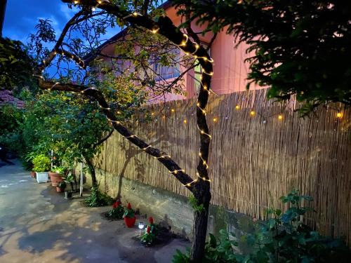 Κήπος έξω από το Apartman TADIJA Niš
