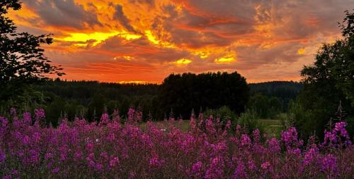 a field of purple flowers in front of a sunset at Noretjärns Stugby in Årjäng