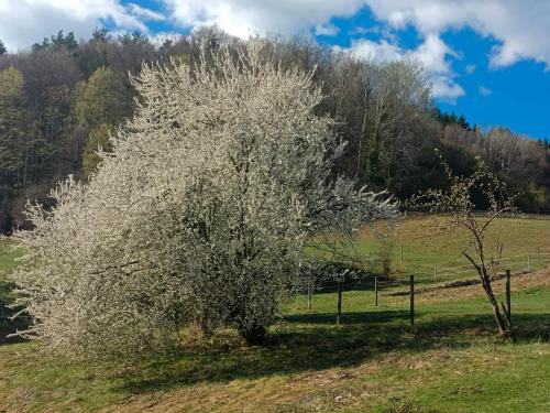 a tree with white flowers in a field at Pferdehof in der Oststeiermark 