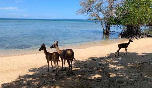 four goats standing on a beach near the water at Wake up to the Sea of Bali Beachfront luxury plus in Singaraja