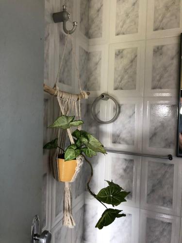 a plant in a hanging basket on a wall at Chalés Vale Encantado -Serra do Cipó- in Jaboticatubas