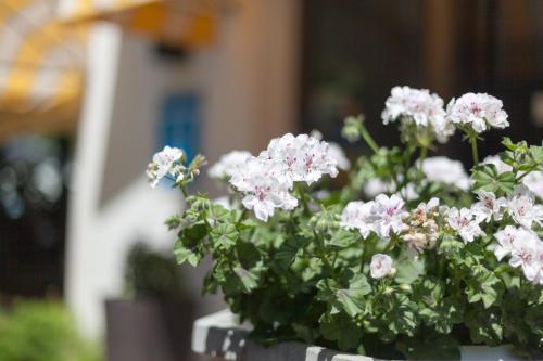 a potted plant with pink flowers in a pot at Los Geranios in Port de Soller