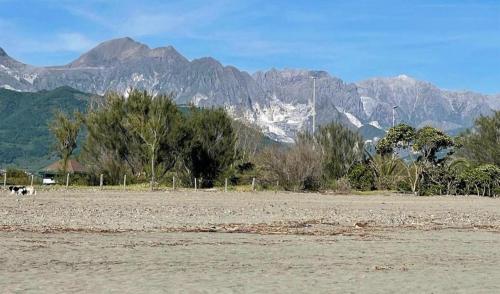 a field with trees and mountains in the background at Condominio Roberta in Marinella di Sarzana