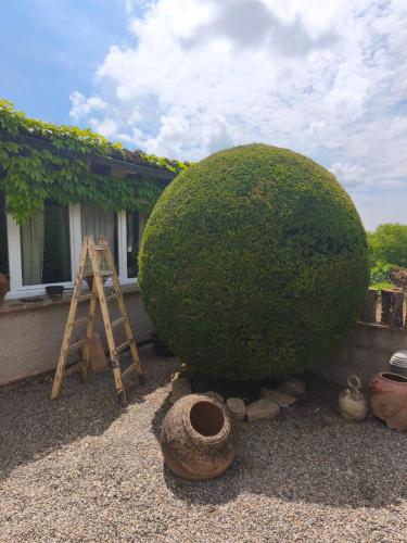 a large green bush sitting in front of a house at Hotel La Posada de Lalola in Buera
