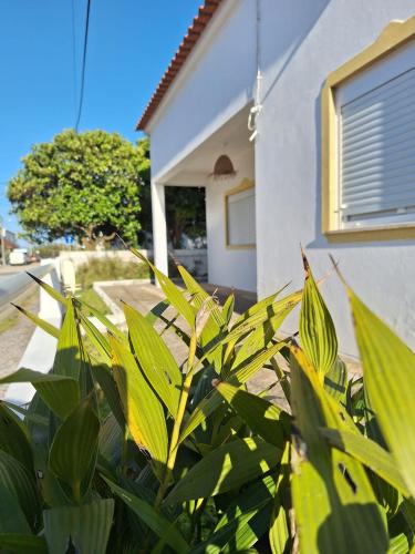 a green bush in front of a house at Casa da Vila - Malhadais in Odeceixe