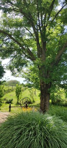 a park bench under a tree next to a tree at Ca Veja B&B Forlì in Forlì